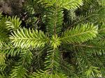 Nordmanntanne - Abies nordmanniana