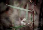 : - Acacia baeuerlenii