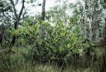 : - Acacia complanata