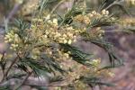 Schwarze Akazie-Acacia decurrens