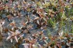 Gewöhnlicher Pillenfarn - Pilularia globulifera