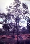 : - Acacia implexa
