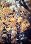 : - Acacia uncifera