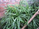 Kretischer Saumfarn - Pteris cretica