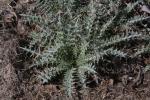 Elfenbeindistel - Ptilostemon afer