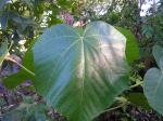 Lichtnussbaum - Aleurites moluccanus