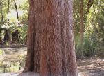 : - Allocasuarina torulosa