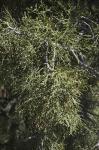 Sandarakbaum - Tetraclinis articulata
