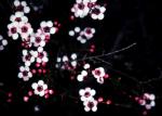 : - Baeckea grandiflora