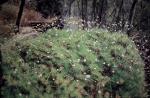 : - Borya septentrionalis