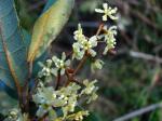 : - Aextoxicon punctatum