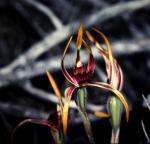 : - Caladenia magniclavata