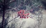 : - Callistemon brachyandrus