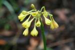 : - Calostemma luteum