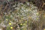 : - Calytrix smeatoniana