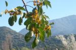 : - Azara dentata