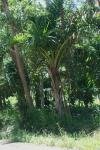 : - Carpoxylon macrospermum