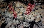 : - Chorizema aciculare