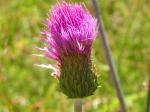 Ungarische Kratzdistel - Cirsium pannonicum