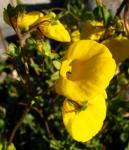 : - Calceolaria scabra