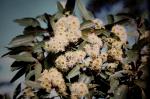 Rotes Blutholz - Corymbia gummifera