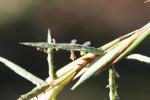 : - Cymbopogon refractus