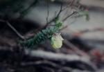 : - Darwinia collina