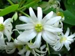 Magellansche Winterrinde - Drimys winteri