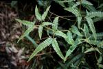 : - Dicranopteris linearis