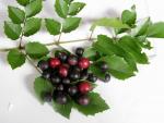 Chilenische Haselnuss - Gevuina avellana