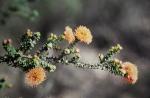: - Eremaea beaufortioides