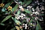 : - Eucalyptus diversifolia subsp. diversifolia