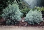 : - Eucalyptus formanii