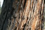 Australische Eiche-Eucalyptus obliqua