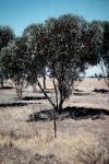 : - Eucalyptus torquata