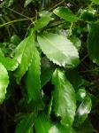 Chilenische Muskatnuss - Laurelia sempervirens
