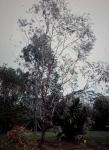 :-Eucalyptus woodwardii