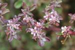 : - Galenia pubescens