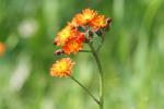 Orangerotes Habichtskraut - Hieracium aurantiacum