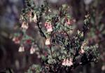 : - Homoranthus thomasii