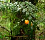 : - Luzuriaga polyphylla