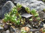 : - Hyalosperma demissum