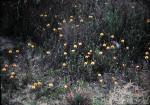 : - Isotropis cuneifolia