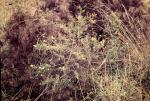 : - Labichea rupestris