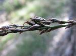 : - Lepidosperma laterale