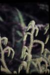 : - Lycopodiella cernua