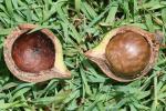 Macadamia Nuss - Macadamia integrifolia