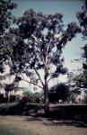 : - Melaleuca argentea