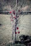 : - Melaleuca lateritia