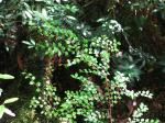 : - Nothofagus cunninghamii